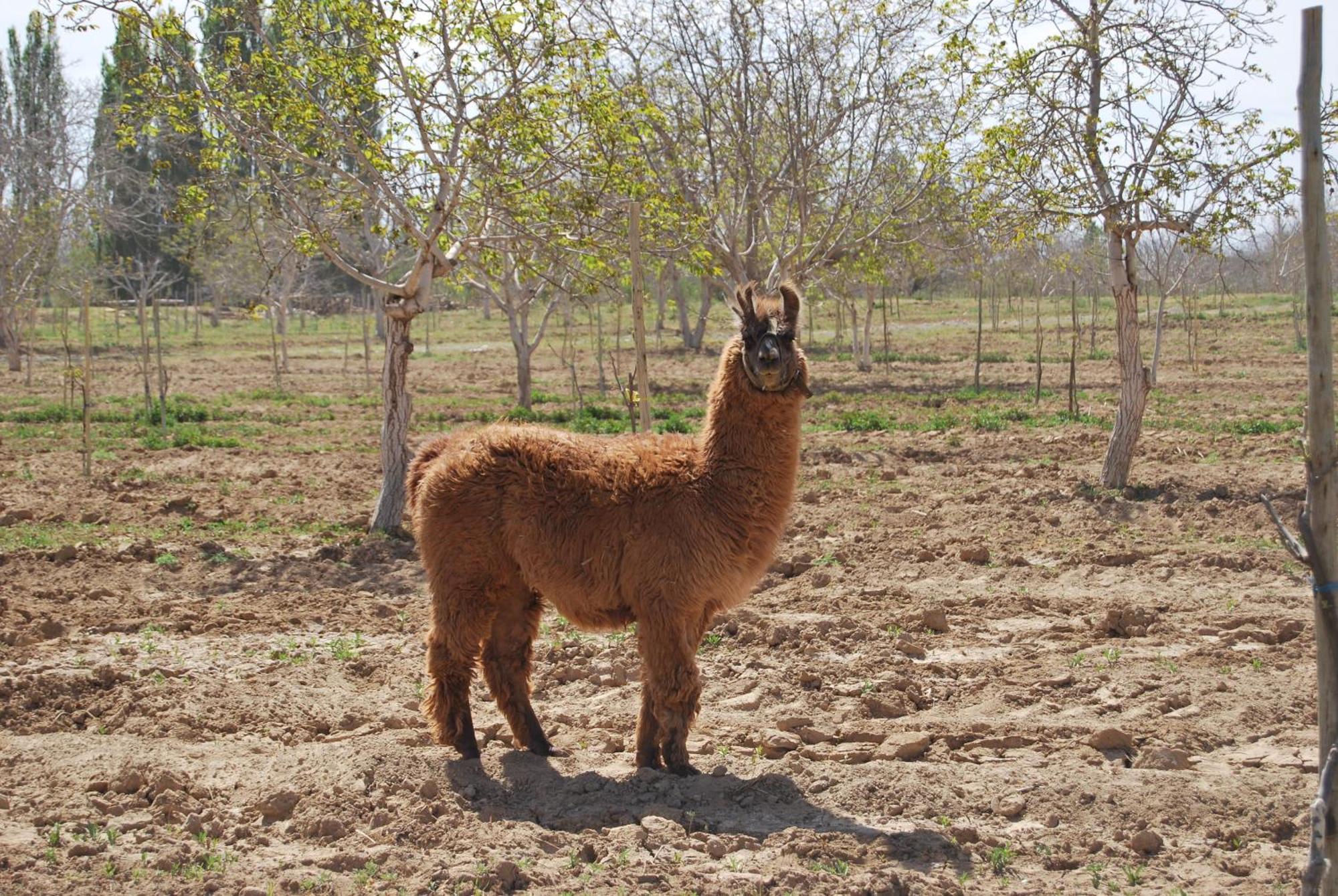 Famatina Finca Huayrapuca מראה חיצוני תמונה